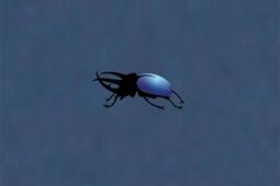 Auctus animalis.jpg