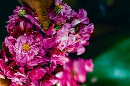 Cueilleur d'essences : aux sources des parfums du monde.jpg