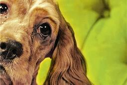 Flush.jpg