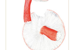 Le vrai mystère des champignons.jpg