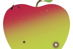Quel est ce fruit ?.jpg