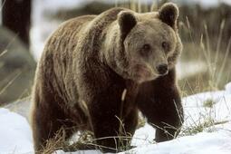 Vivre avec l'ours.jpg